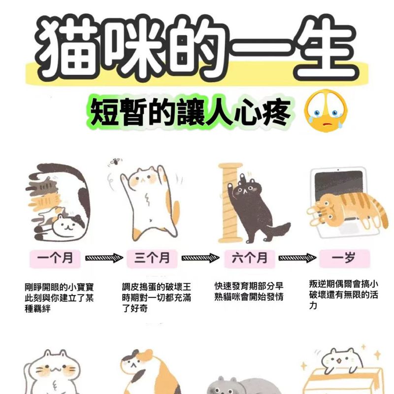 貓貓的一生